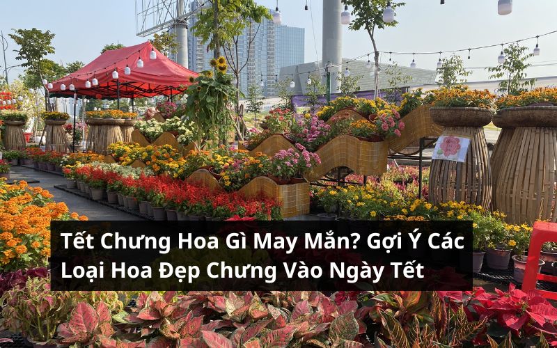 tết chưng hoa gì may mắn